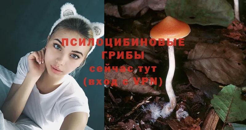 как найти наркотики  Белинский  Псилоцибиновые грибы Magic Shrooms 